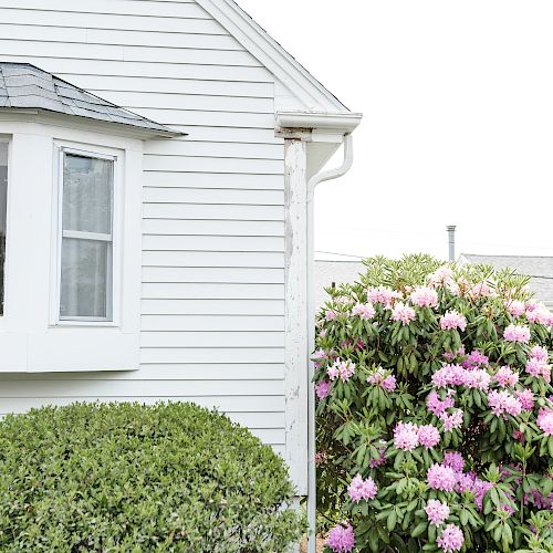 The image shows the corner of a white house with a white downspout, a window, and flowering shrubs with green foliage and pink blossoms.