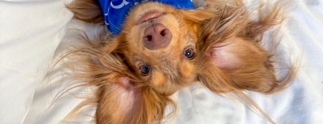 A cute dog lies on its back on a bed, wearing a blue bandana. The dog has long, fluffy ears and looks playful and relaxed, showcasing its belly.